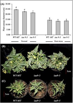 Parthenocarpic tomato mutants, iaa9-3 and iaa9-5, show plant adaptability and fruiting ability under heat-stress conditions